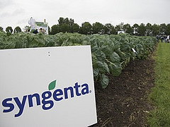 An estimated 80 million pounds of atrazine are sold in the United States each year. /PHOTO: FRUITNET/FLICKR
